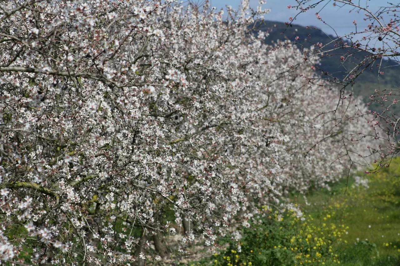 بيت للعطل 511 Finca Sion Etv11165 By Mallorca Charme بينيسالم إسبانيا